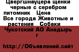 Цвергшнауцера щенки черные с серебром питомник › Цена ­ 30 000 - Все города Животные и растения » Собаки   . Чукотский АО,Анадырь г.